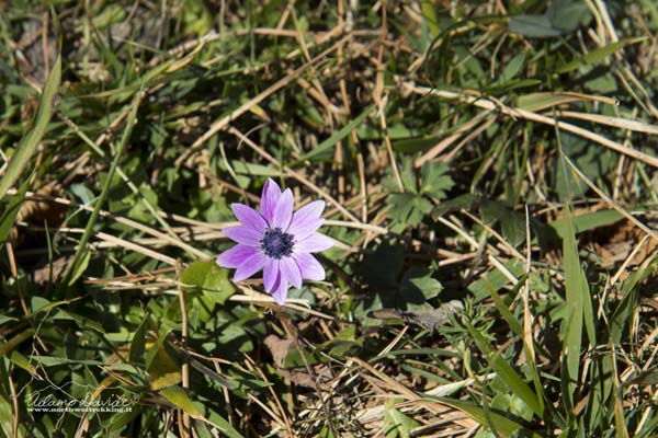 19 02 LunaPienaCamogli 1348