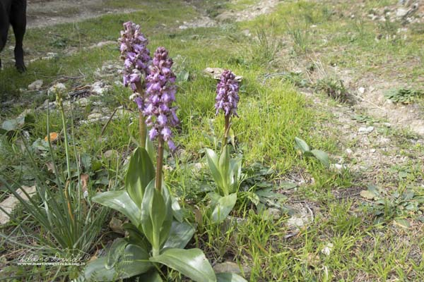 19 03 MteBignone 1627