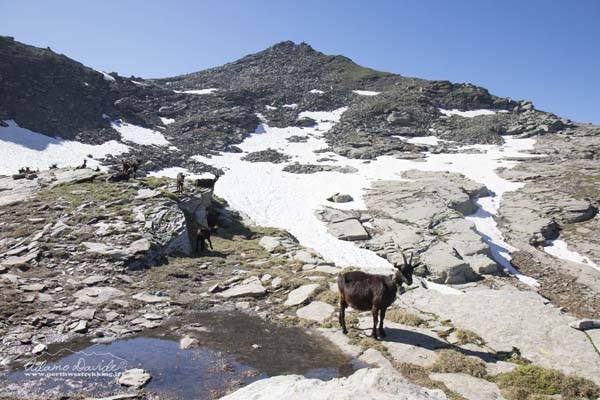 19 06 AdulaMalvaglia 4564