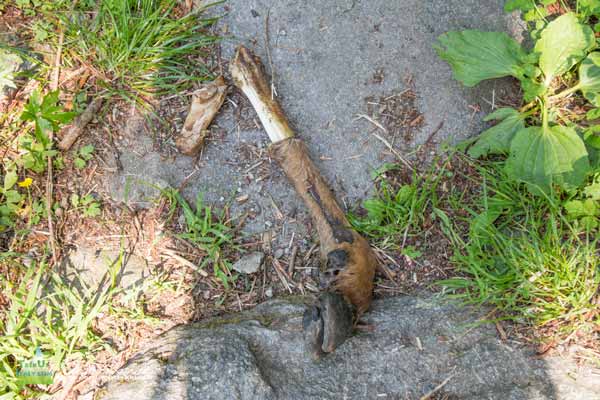 20 05 fabiolo sostila 9463