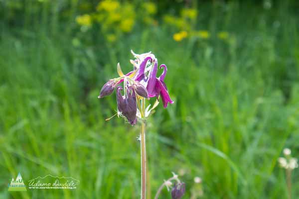 Aquilegia