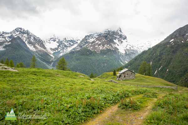 AlpeOroValmalenco 9717
