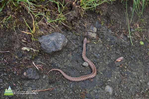 20 07 SiusiCatinaccio 1200