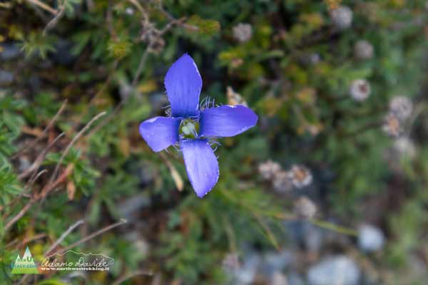 20 09 PassoVacca 2602