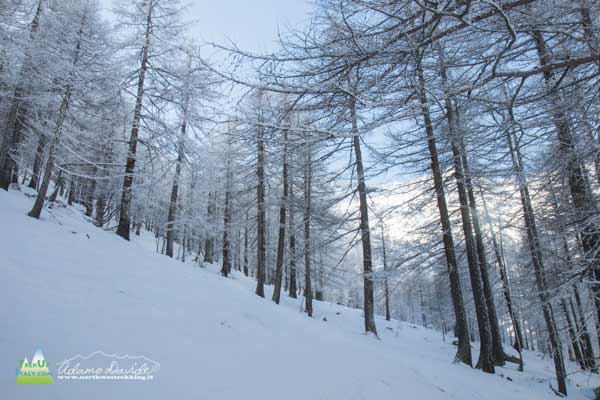 21 02 Jervis Orco 4418