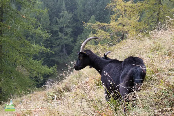 21 10 GoleCardinello 7354 600