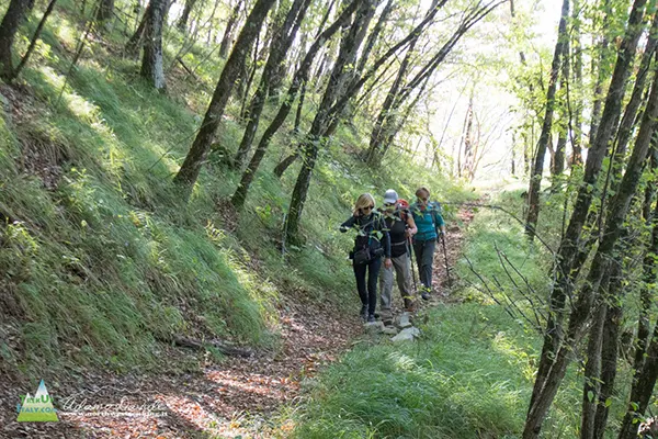 21 10 Alfeo 7378 600