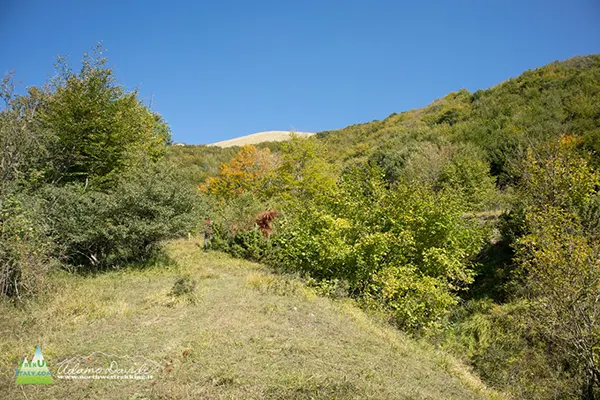 21 10 Alfeo 7383 600