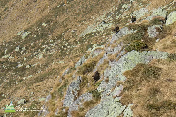 21 10 MezzenoGemelli 7531 600