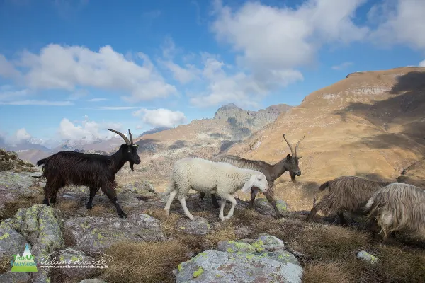 21 10 MezzenoGemelli 7555 600