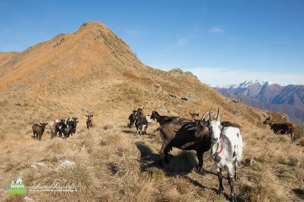 21 11 Cerano 7718 600