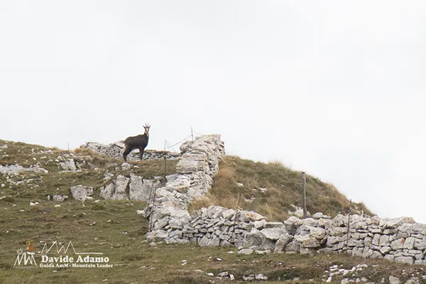 camoscio alpino