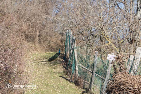 23 03 Menegosa 4306 600JPG