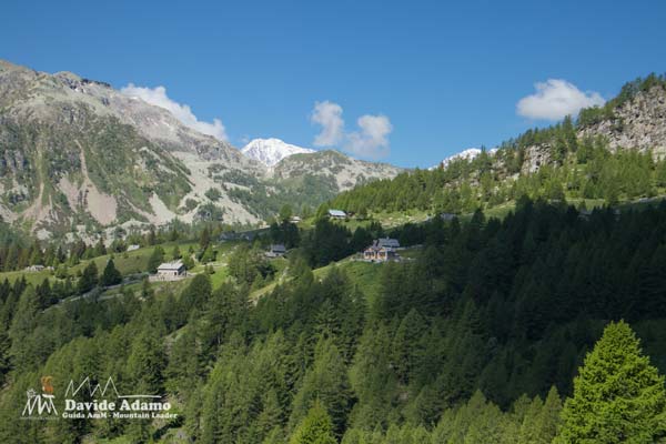 23 06 variola 5258 600JPG