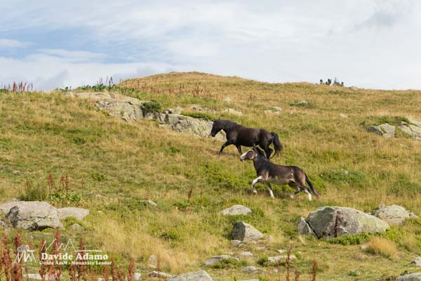 23 08 PaleLagorai 6962 600JPG