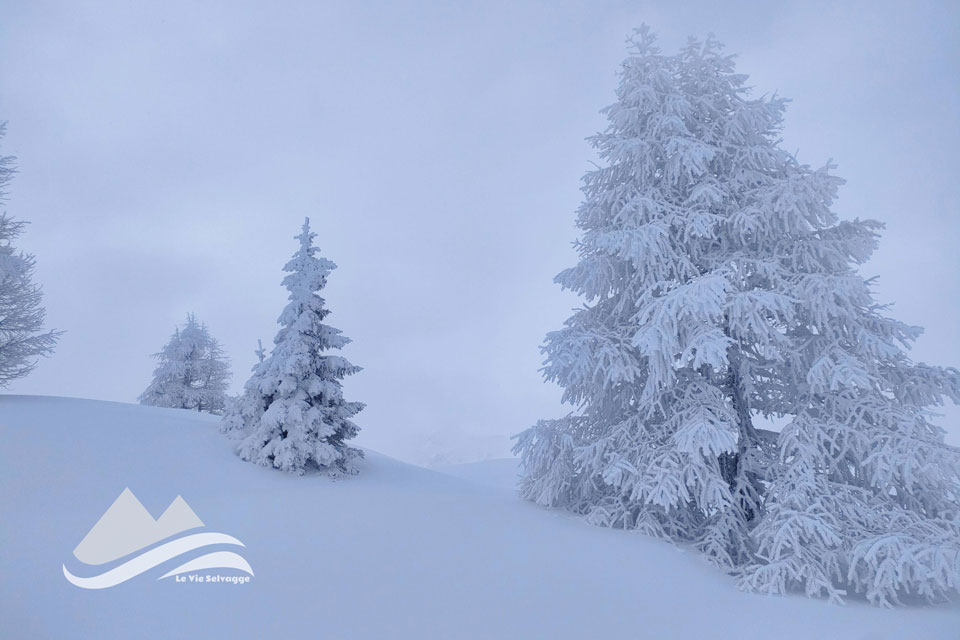 IMG 20240108 073731 960