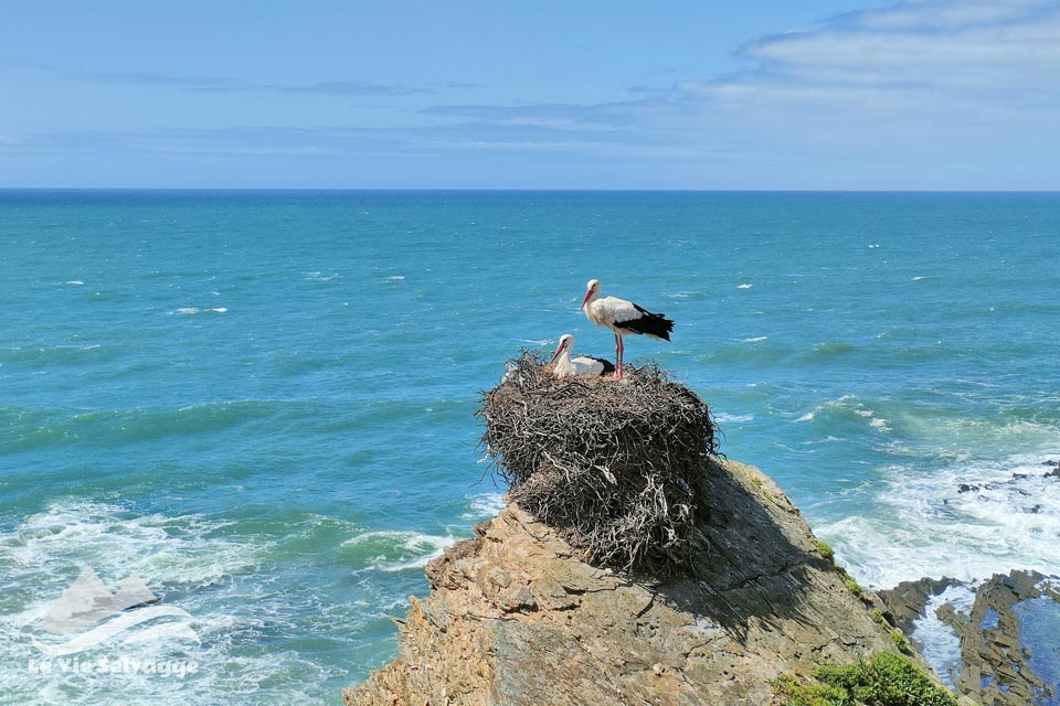 IMG 20240403 230300 960