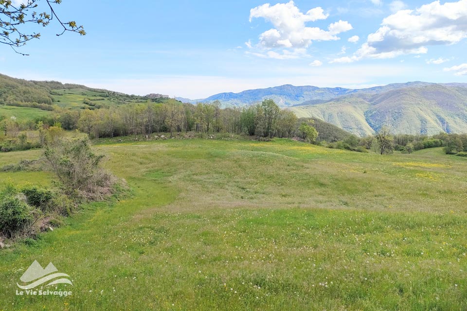 IMG20240421111532 960