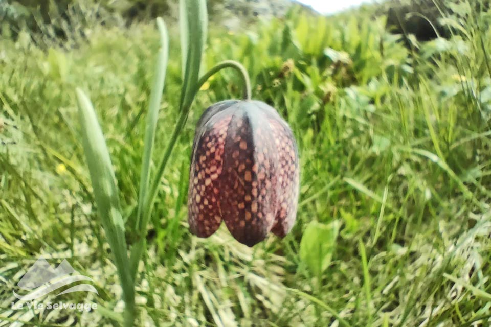 IMG20240608110142 960