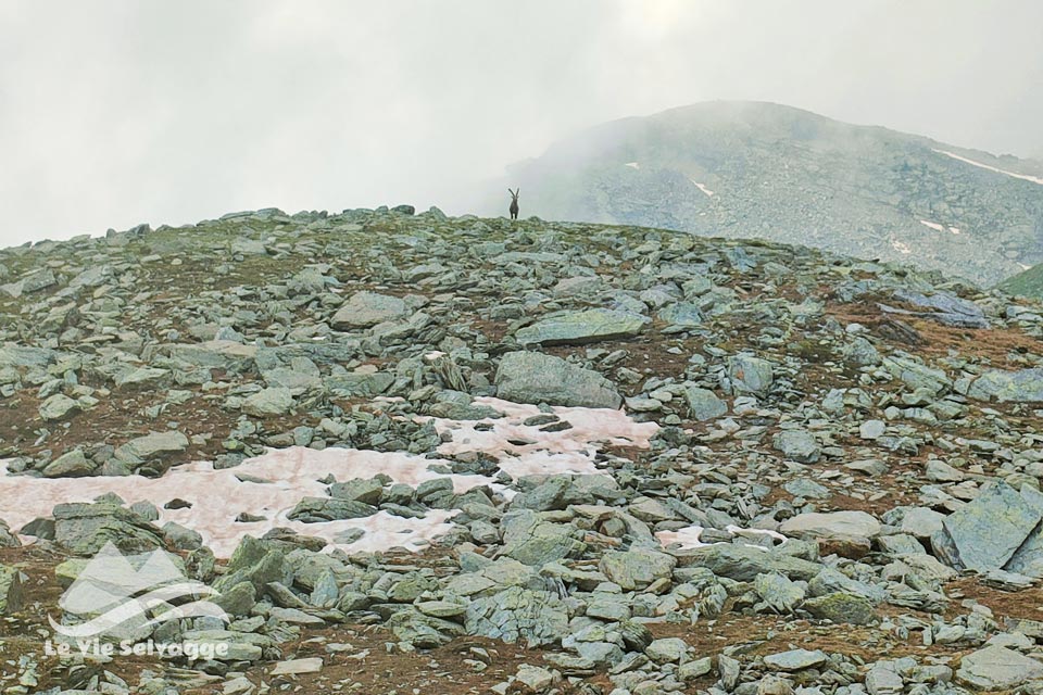 IMG 20240706 160720 960