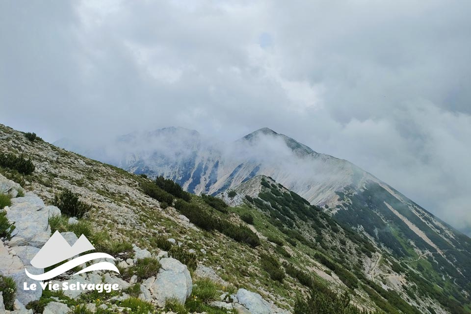 IMG 20240708 073846 960