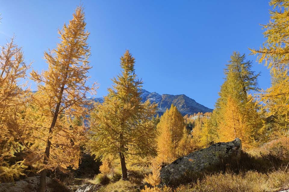larici colori autunnali