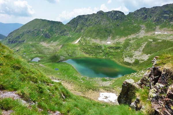 Laghi asinina