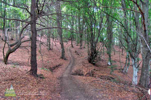 Boschi dell'oltrepò