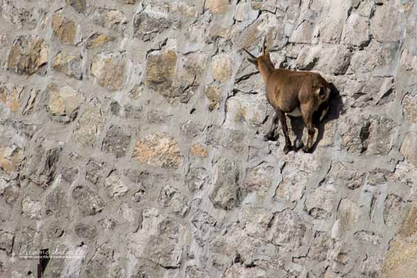 Stambecco sulla diga del Cingino Stambecco sulla diga del Cingino