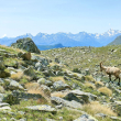 Il panorama verso le cime valdostane