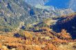 I boschi dall'alto