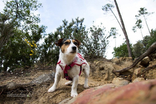 Cane Montagna
