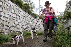 Cane sentiero montagna