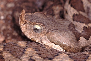 ViperaCorno