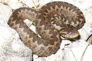 Vipera ursinii macrops