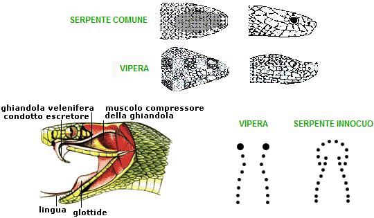 differenza morso di vipera e serpente comune